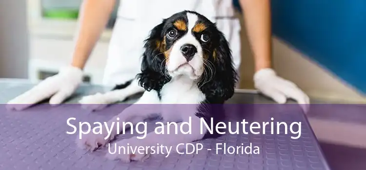 Spaying and Neutering University CDP - Florida