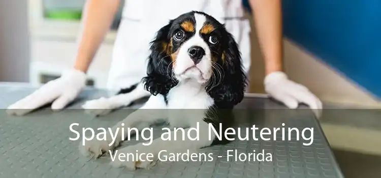 Spaying and Neutering Venice Gardens - Florida