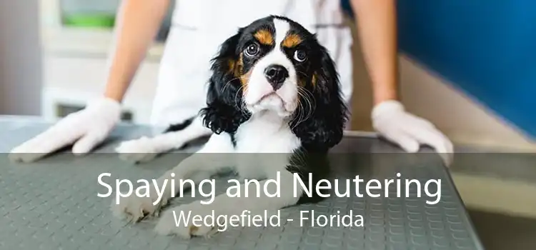 Spaying and Neutering Wedgefield - Florida