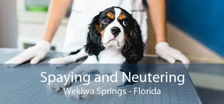 Spaying and Neutering Wekiwa Springs - Florida