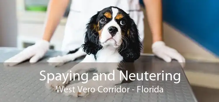 Spaying and Neutering West Vero Corridor - Florida