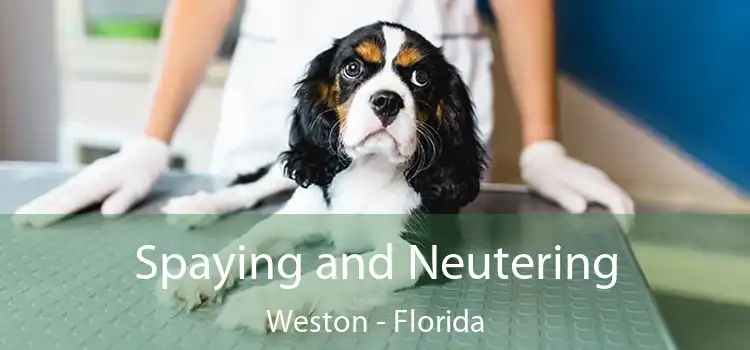 Spaying and Neutering Weston - Florida