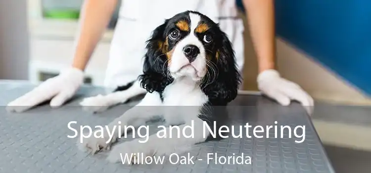 Spaying and Neutering Willow Oak - Florida