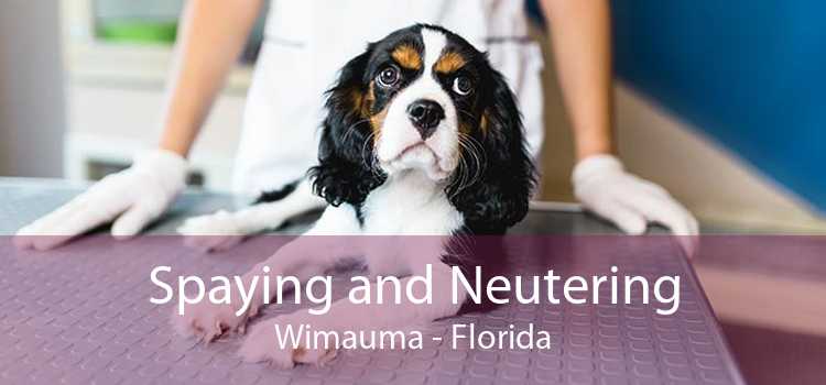 Spaying and Neutering Wimauma - Florida