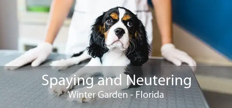 Spaying and Neutering Winter Garden - Florida