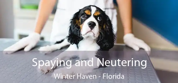 Spaying and Neutering Winter Haven - Florida