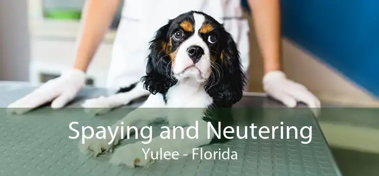 Spaying and Neutering Yulee - Florida
