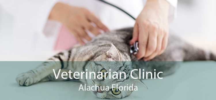 Veterinarian Clinic Alachua Florida