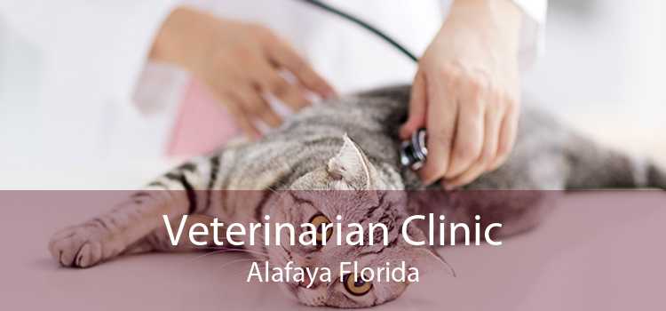 Veterinarian Clinic Alafaya Florida