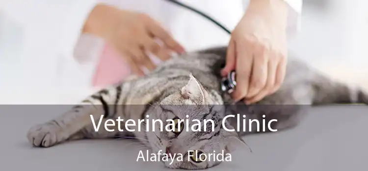 Veterinarian Clinic Alafaya Florida