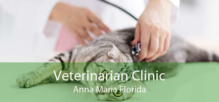 Veterinarian Clinic Anna Maria Florida