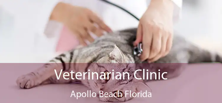 Veterinarian Clinic Apollo Beach Florida