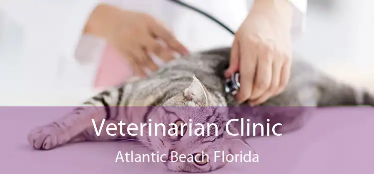 Veterinarian Clinic Atlantic Beach Florida