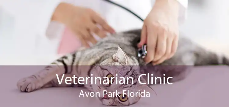 Veterinarian Clinic Avon Park Florida