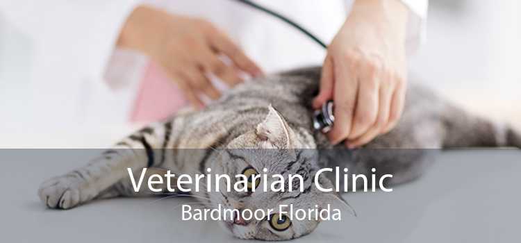 Veterinarian Clinic Bardmoor Florida