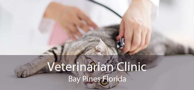 Veterinarian Clinic Bay Pines Florida