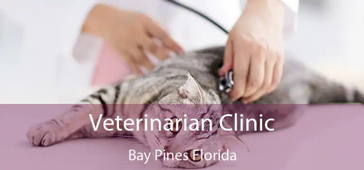 Veterinarian Clinic Bay Pines Florida