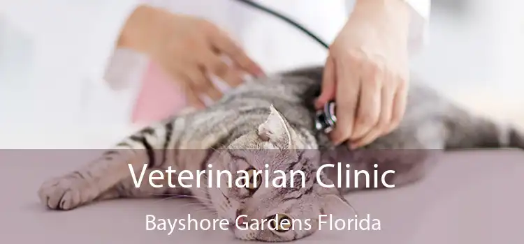 Veterinarian Clinic Bayshore Gardens Florida