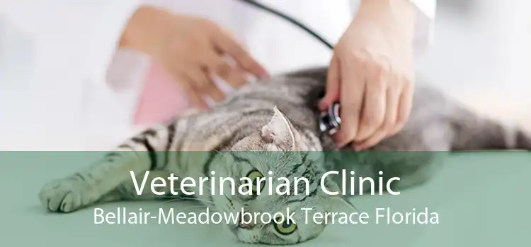 Veterinarian Clinic Bellair-Meadowbrook Terrace Florida