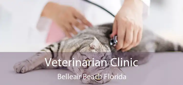 Veterinarian Clinic Belleair Beach Florida