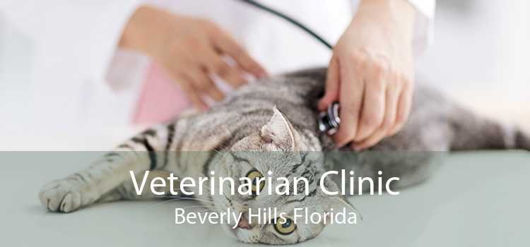 Veterinarian Clinic Beverly Hills Florida