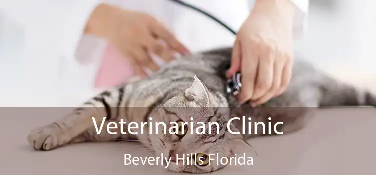 Veterinarian Clinic Beverly Hills Florida