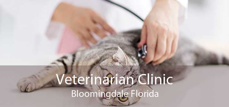 Veterinarian Clinic Bloomingdale Florida