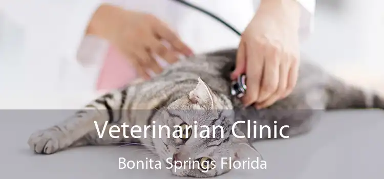 Veterinarian Clinic Bonita Springs Florida