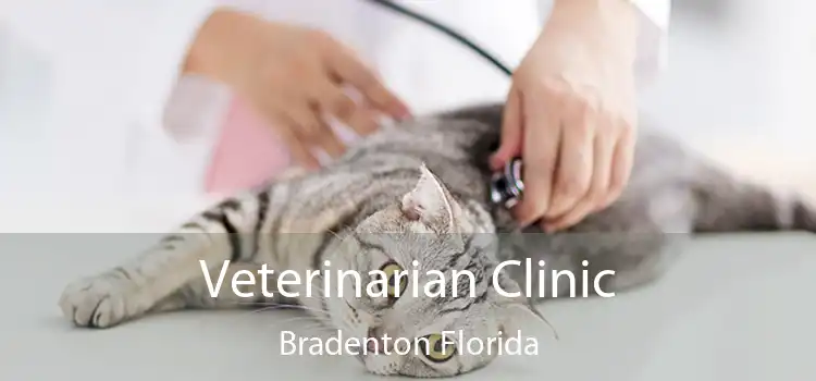 Veterinarian Clinic Bradenton Florida