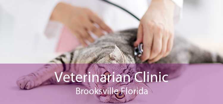 Veterinarian Clinic Brooksville Florida