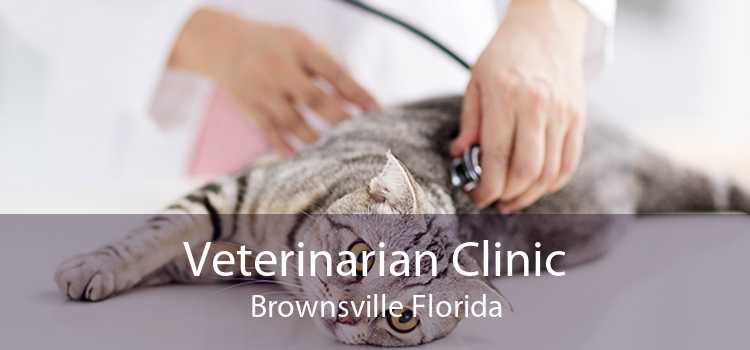 Veterinarian Clinic Brownsville Florida