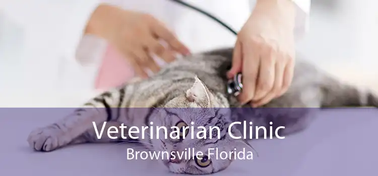 Veterinarian Clinic Brownsville Florida