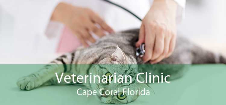 Veterinarian Clinic Cape Coral Florida