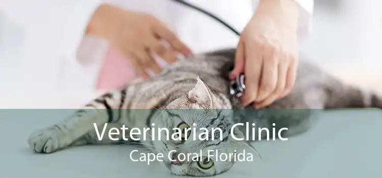 Veterinarian Clinic Cape Coral Florida