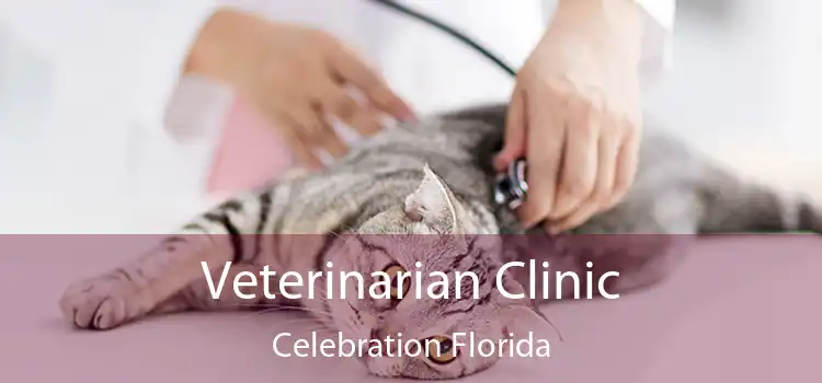 Veterinarian Clinic Celebration Florida