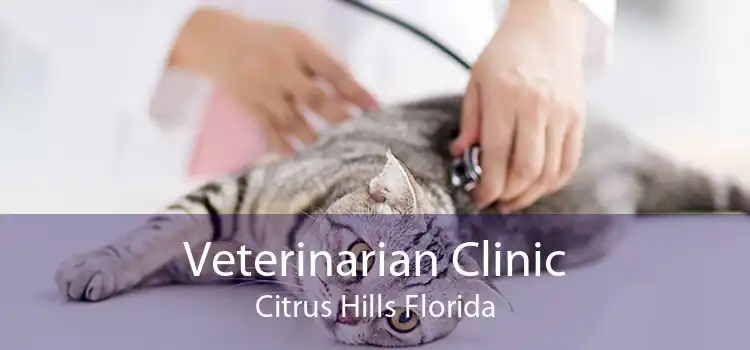 Veterinarian Clinic Citrus Hills Florida