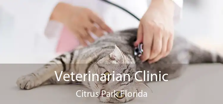 Veterinarian Clinic Citrus Park Florida