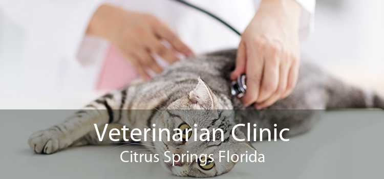 Veterinarian Clinic Citrus Springs Florida