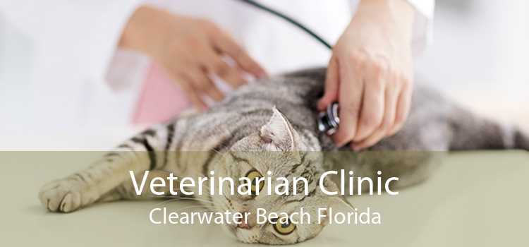 Veterinarian Clinic Clearwater Beach Florida