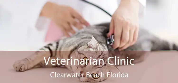 Veterinarian Clinic Clearwater Beach Florida