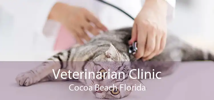 Veterinarian Clinic Cocoa Beach Florida