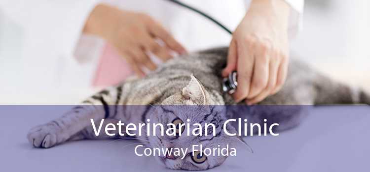 Veterinarian Clinic Conway Florida