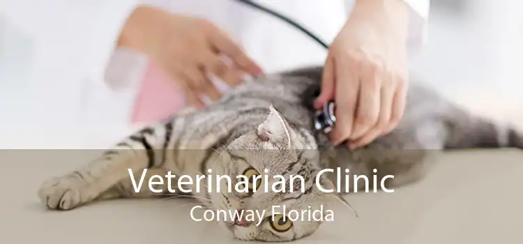 Veterinarian Clinic Conway Florida