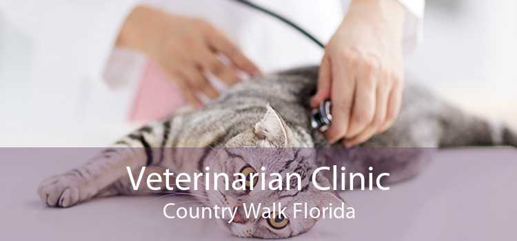 Veterinarian Clinic Country Walk Florida
