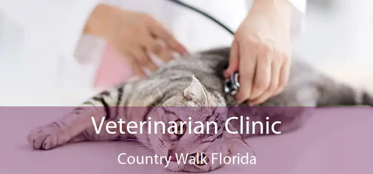 Veterinarian Clinic Country Walk Florida