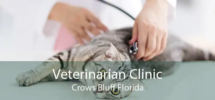 Veterinarian Clinic Crows Bluff Florida