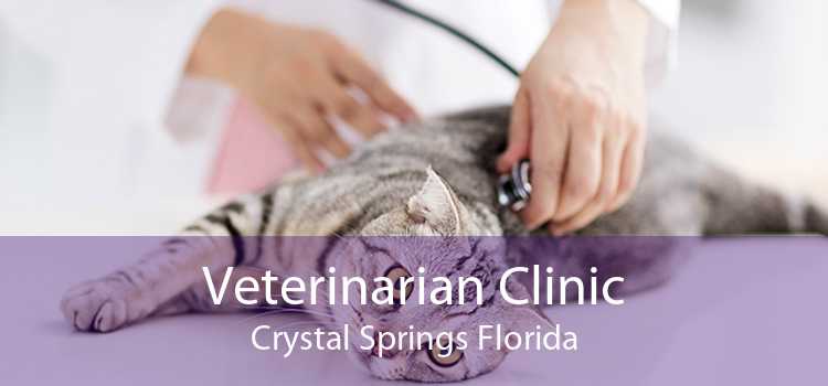 Veterinarian Clinic Crystal Springs Florida