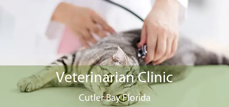 Veterinarian Clinic Cutler Bay Florida