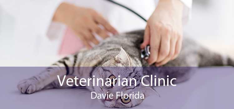 Veterinarian Clinic Davie Florida