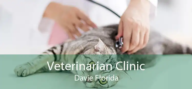 Veterinarian Clinic Davie Florida